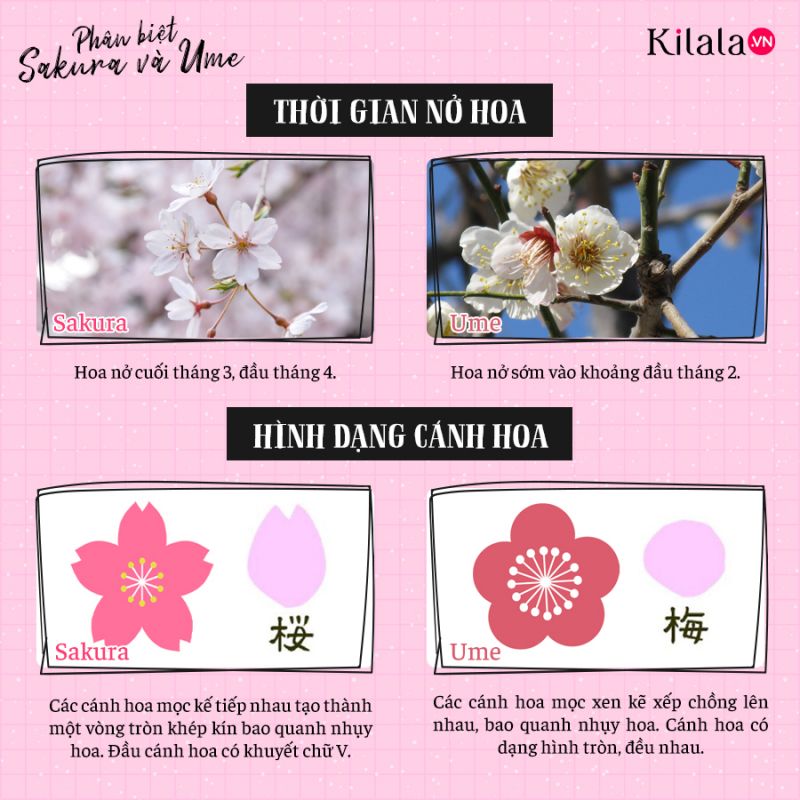 phân biệt sakura và ume